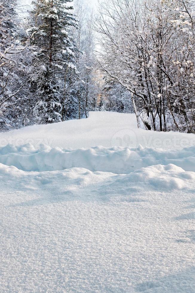 trilha no monte de neve profundo na floresta no inverno foto