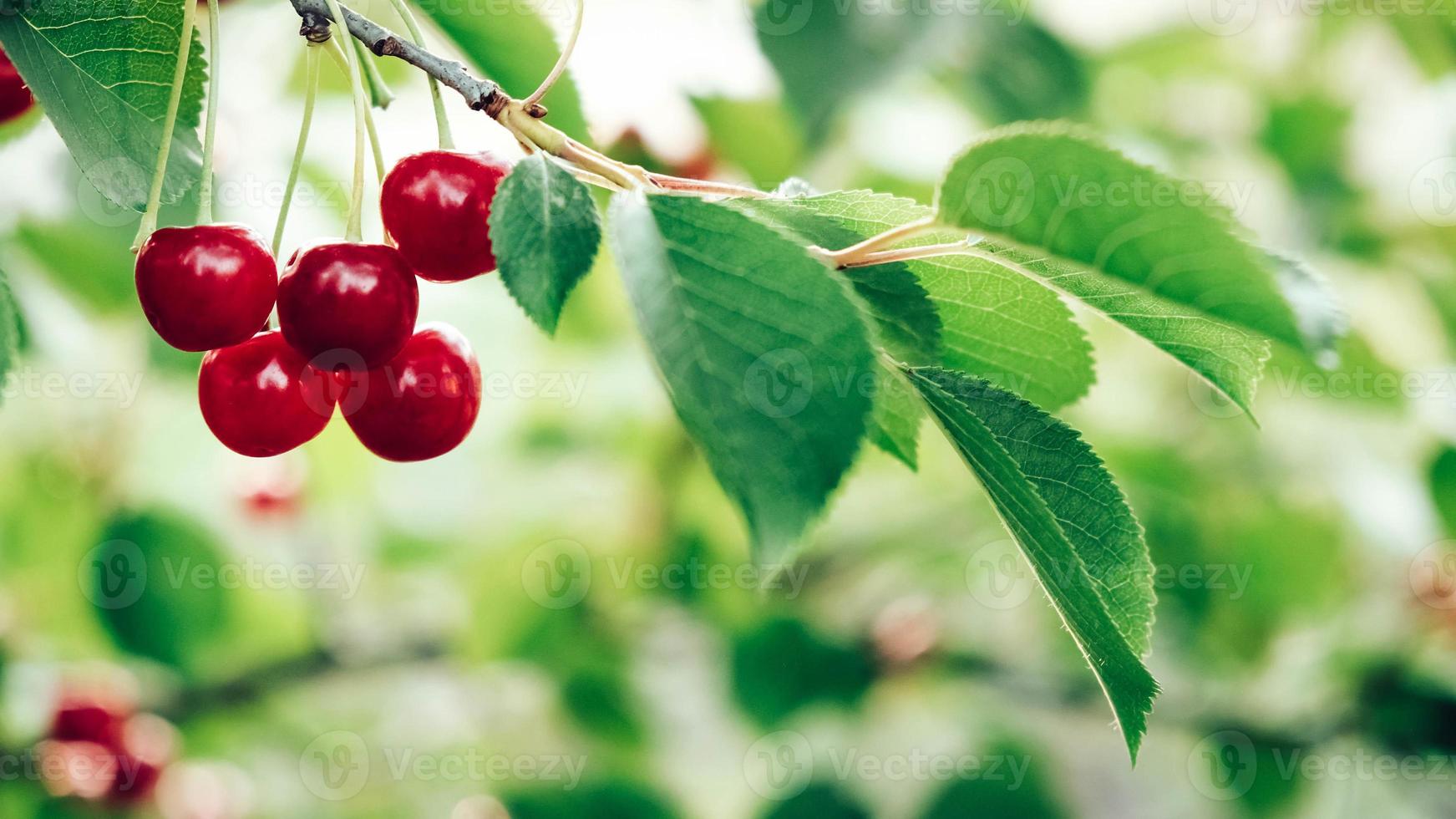 cerejas vermelhas crescendo em um galho de uma árvore com folhas verdes foto