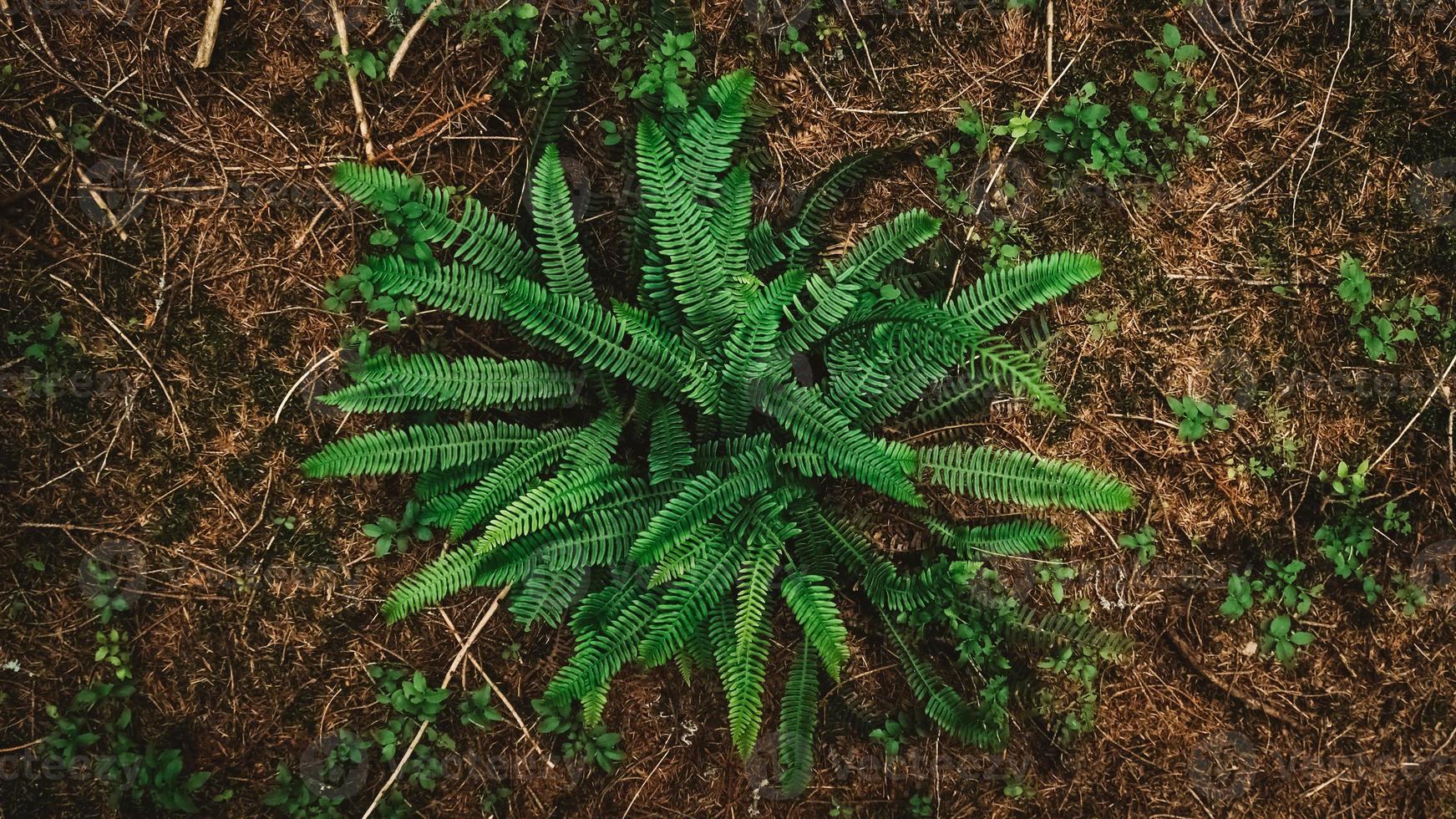 arbusto de samambaia verde na floresta selvagem foto