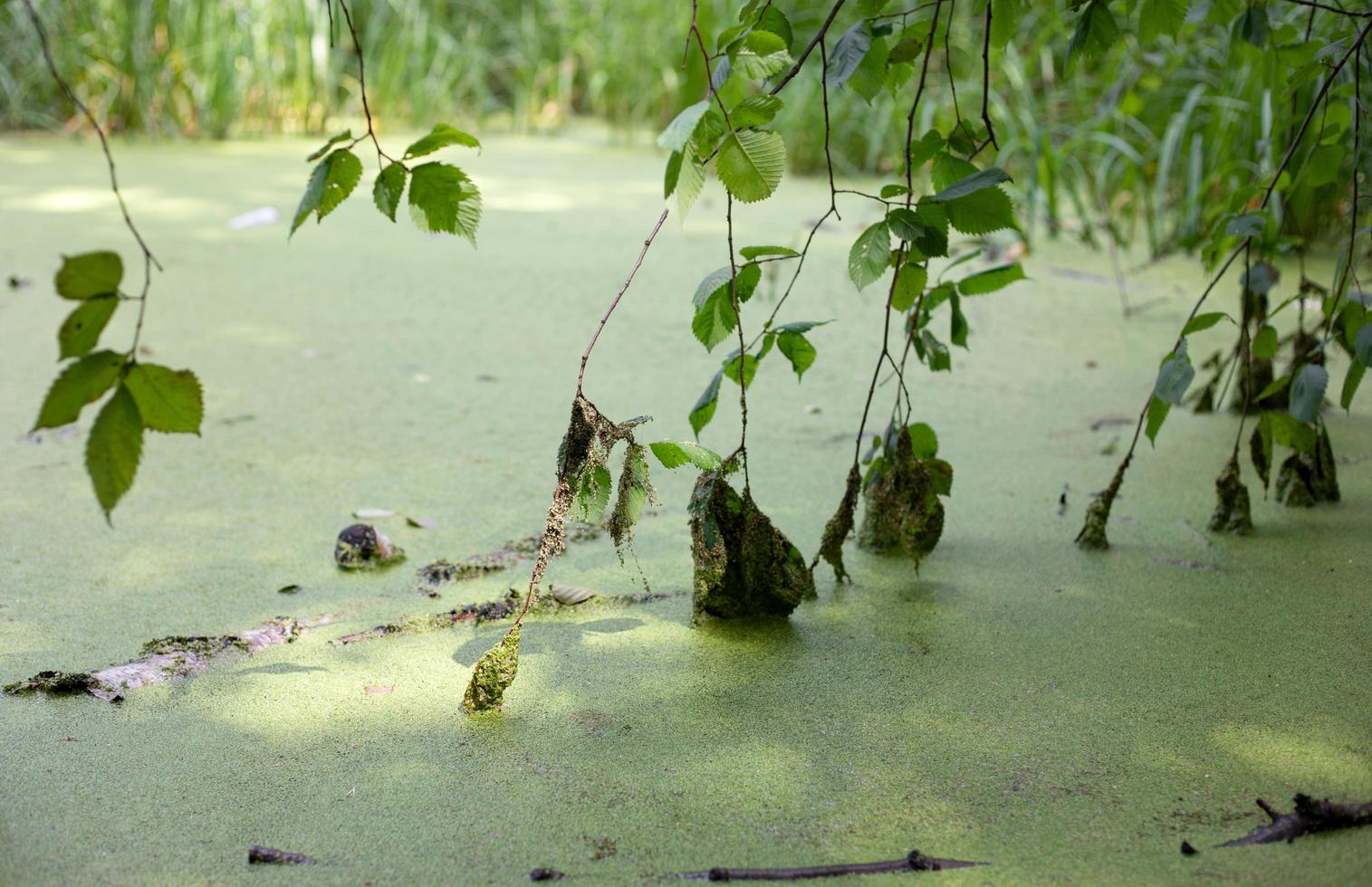 lagoa verde, terra do pântano. pântano verde exuberante com árvores, folhas e grama. foco seletivo foto