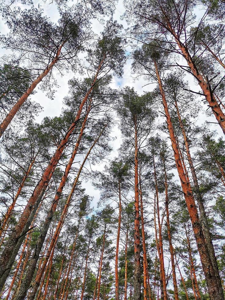 esta é uma fotografia de uma floresta de primavera com árvores altas e um céu sem fim tirada do chão foto