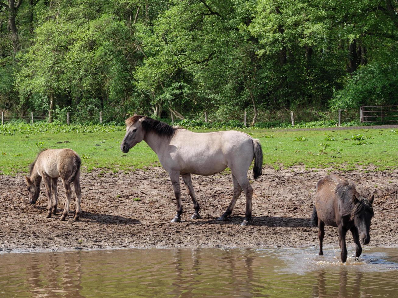 cavalos selvagens na Vestfália foto