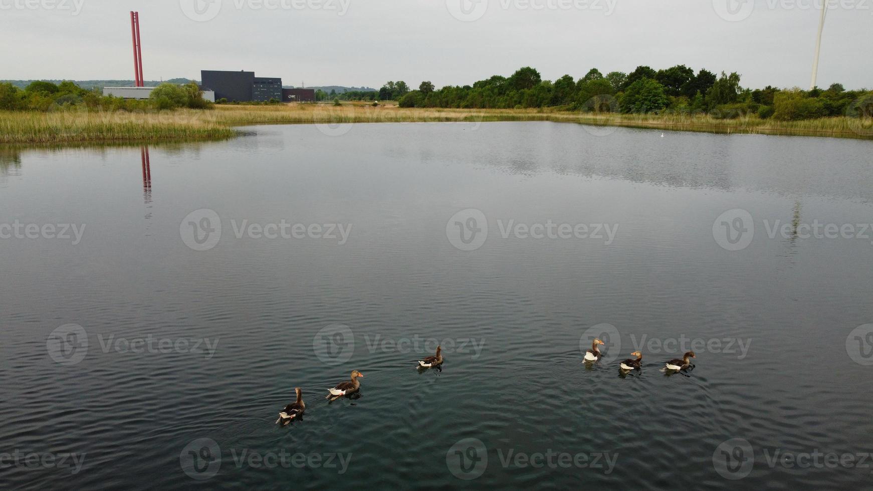 imagem aérea e de alto ângulo pássaros aquáticos bonitos estão nadando no lago stewartby da inglaterra reino unido na bela manhã ao nascer do sol foto