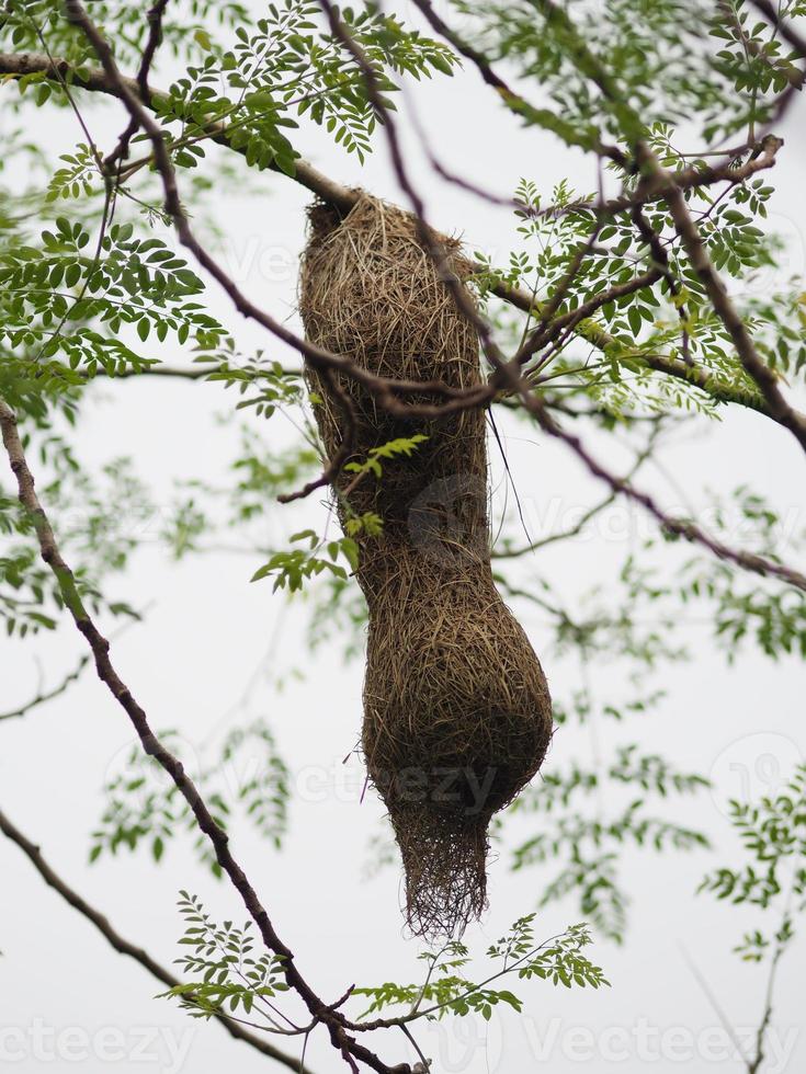 ninho de pássaro, tecelão na árvore foto