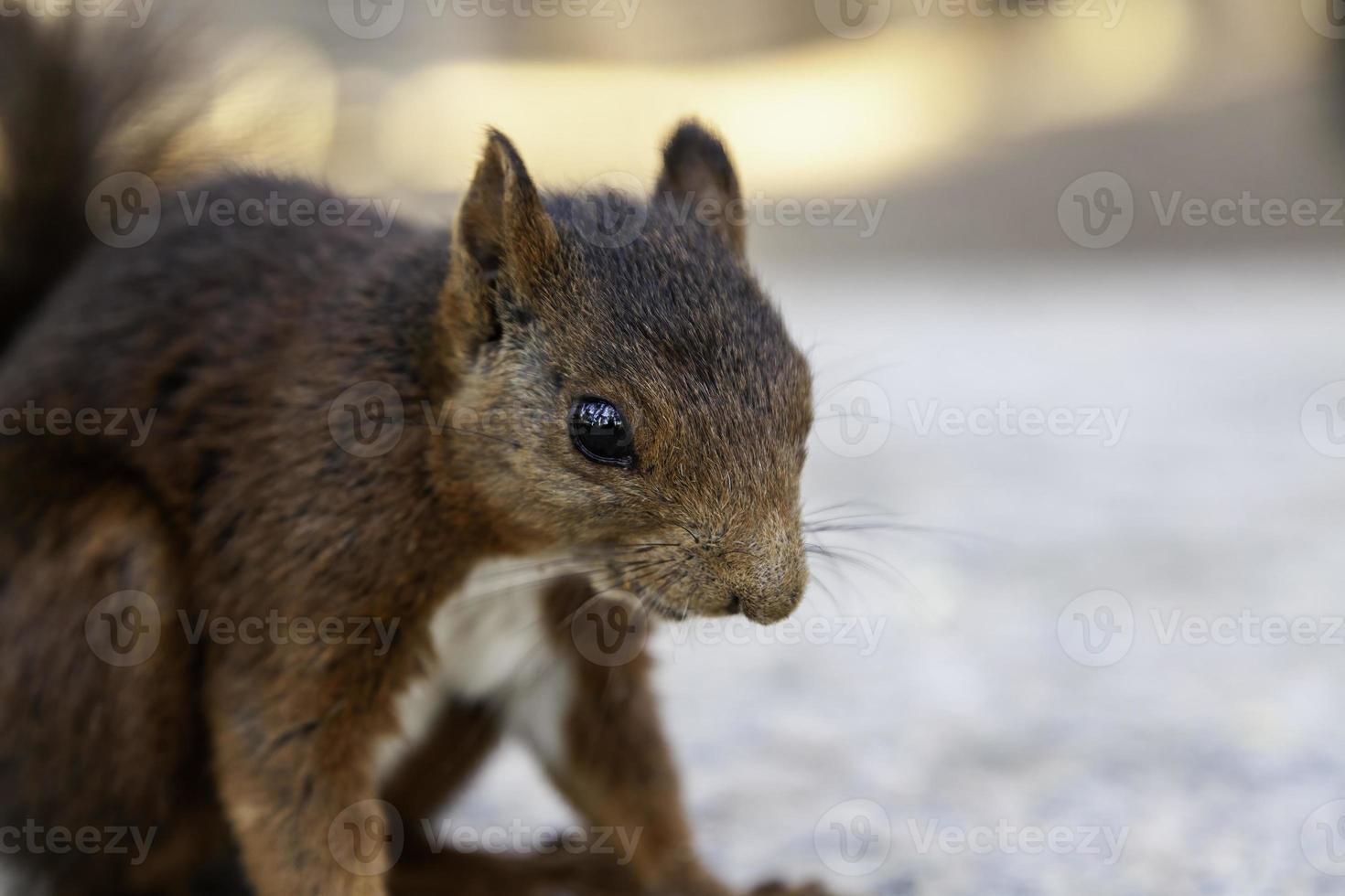 esquilo em pé na floresta foto