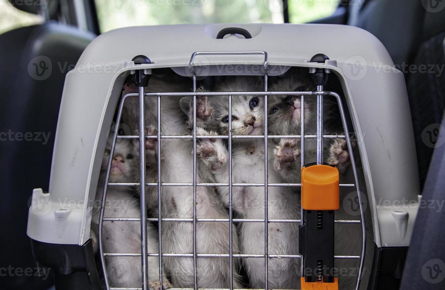 gatos abandonados em uma gaiola foto