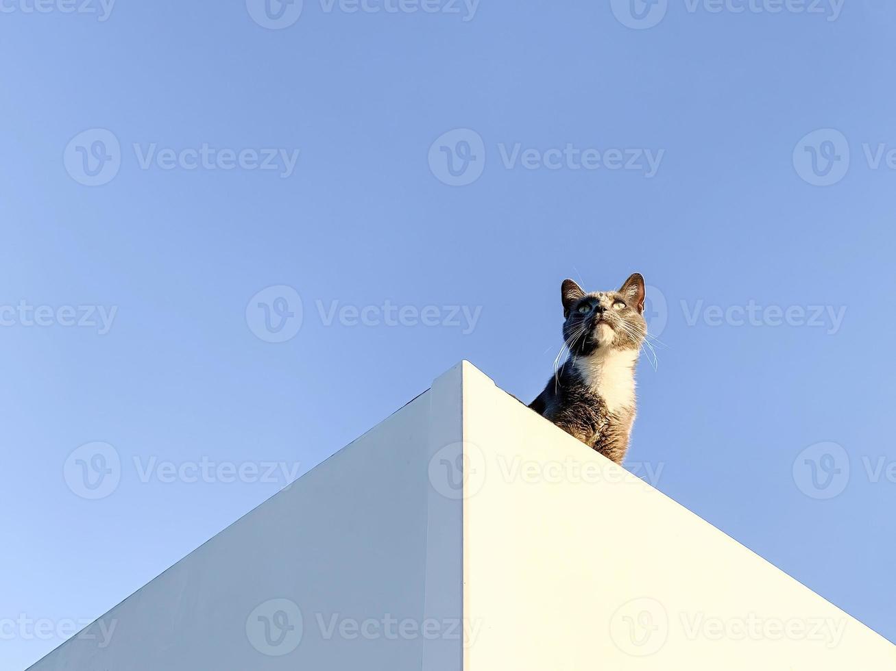 gato cinza no telhado 4 foto