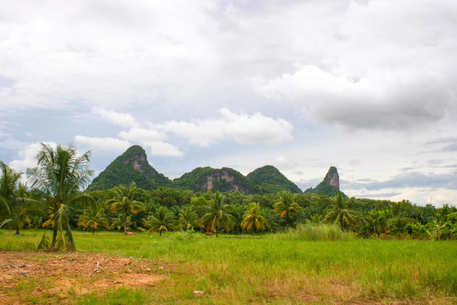 montanhas em phatthalung beleza natureza e palmeira no sul da tailândia foto