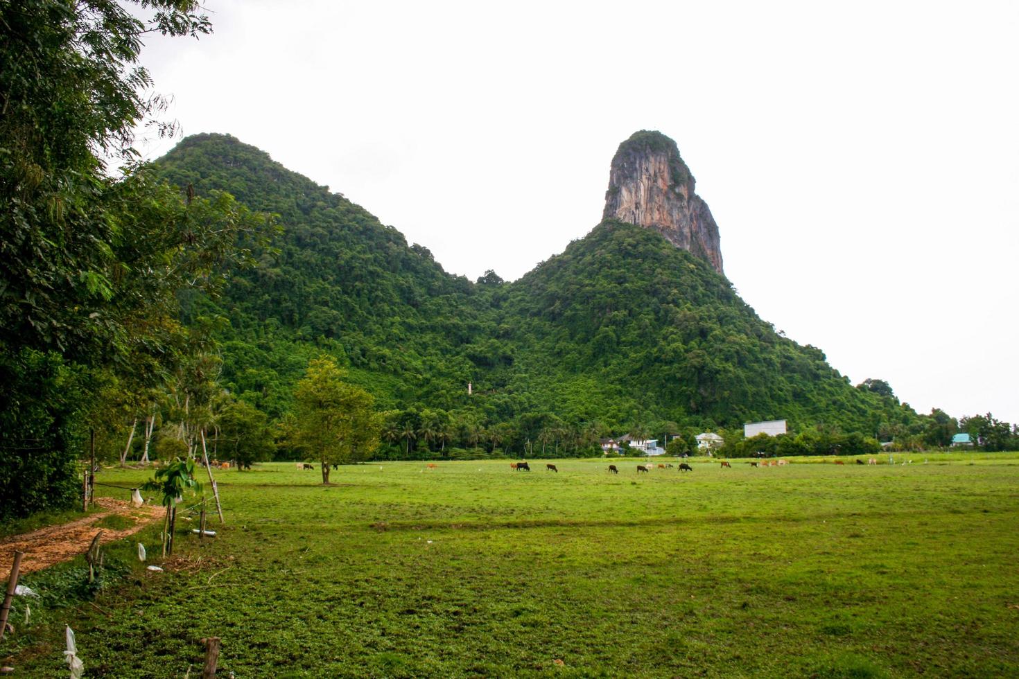 natureza de beleza de montanha alta em phaatthalung sul da tailândia foto