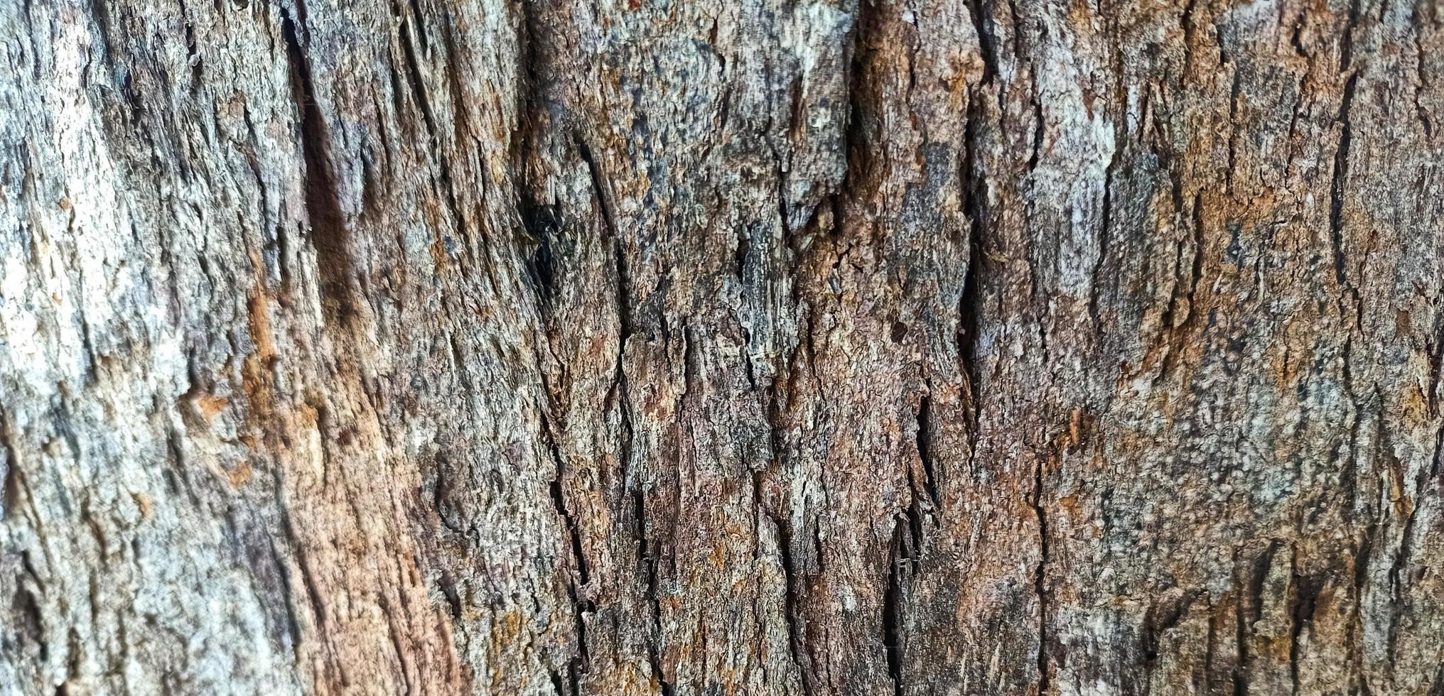 padrão de textura de casca pattern.bark é textura perfeita da árvore. foto