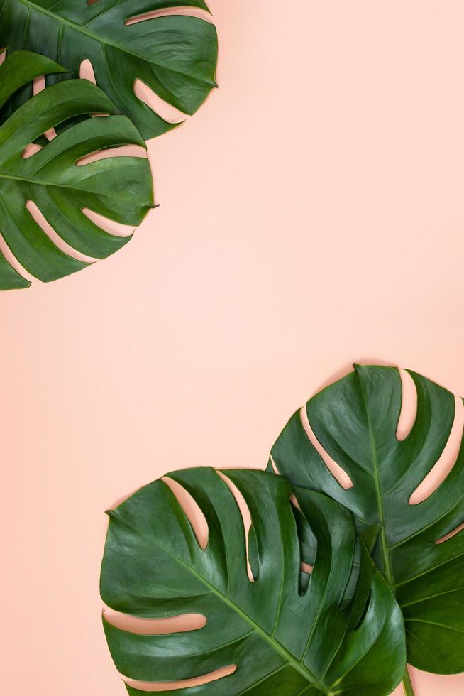bela palmeira tropical monstera deixa ramo isolado no fundo rosa brilhante, vista superior, postura plana, sobrecarga acima do conceito de design em branco de beleza de verão. foto
