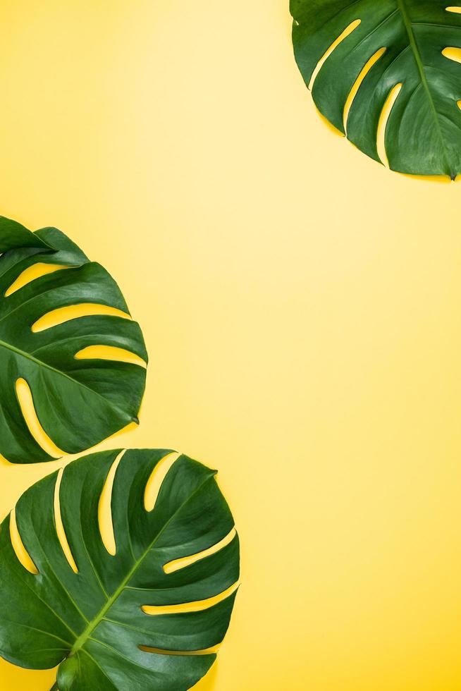 bela palmeira tropical monstera deixa ramo isolado em fundo amarelo pastel, vista superior, configuração plana, sobrecarga acima do conceito de design em branco de beleza de verão. foto