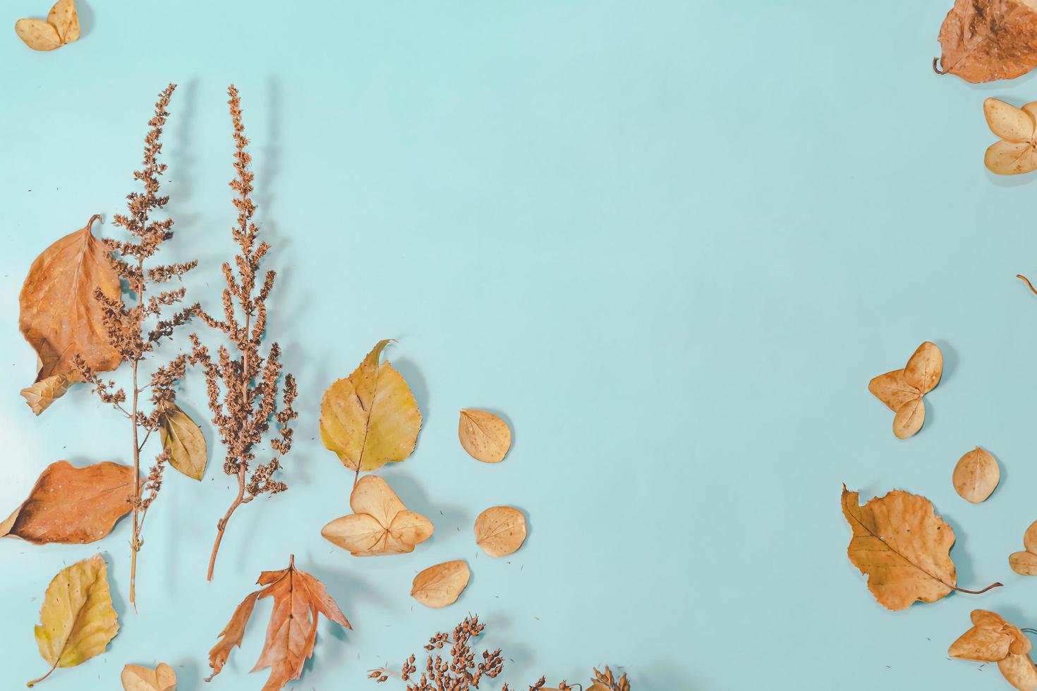 composição de outono. folhas de outono em fundo pastel azul brilhante. configuração plana, espaço de cópia de vista superior. foto