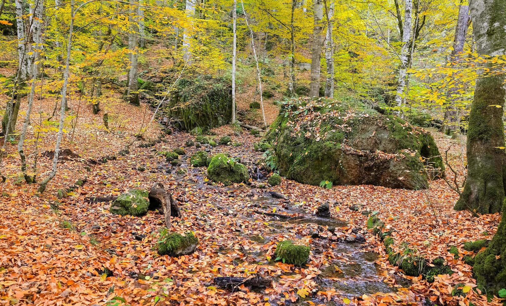 vapor no parque nacional yedigoller, turquia foto