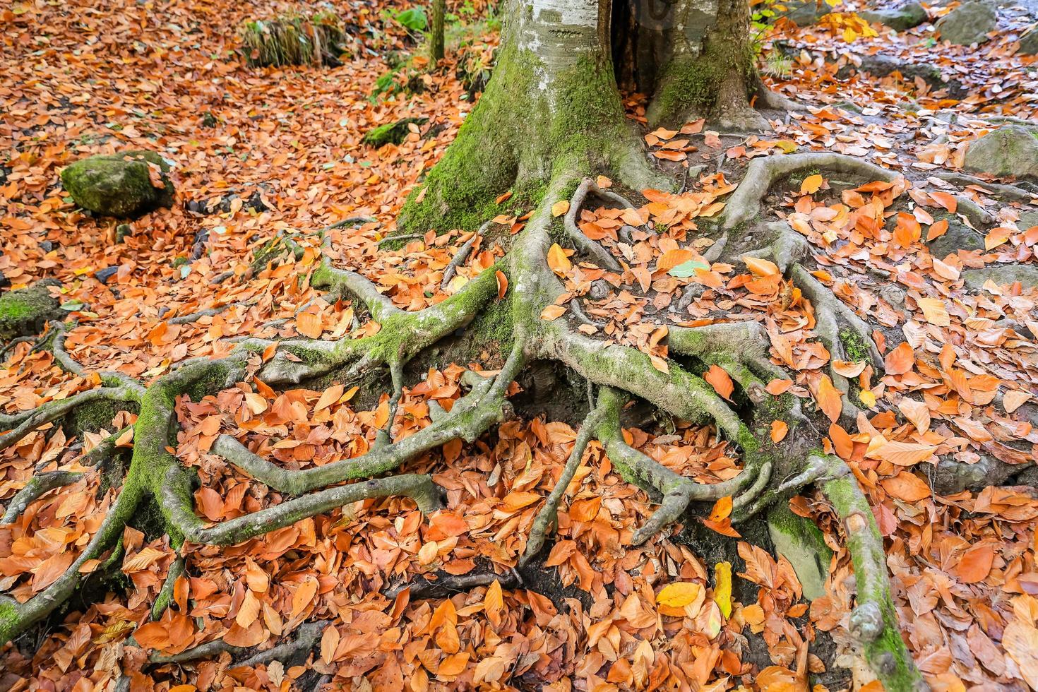 raiz de árvore no parque nacional yedigoller, turquia foto