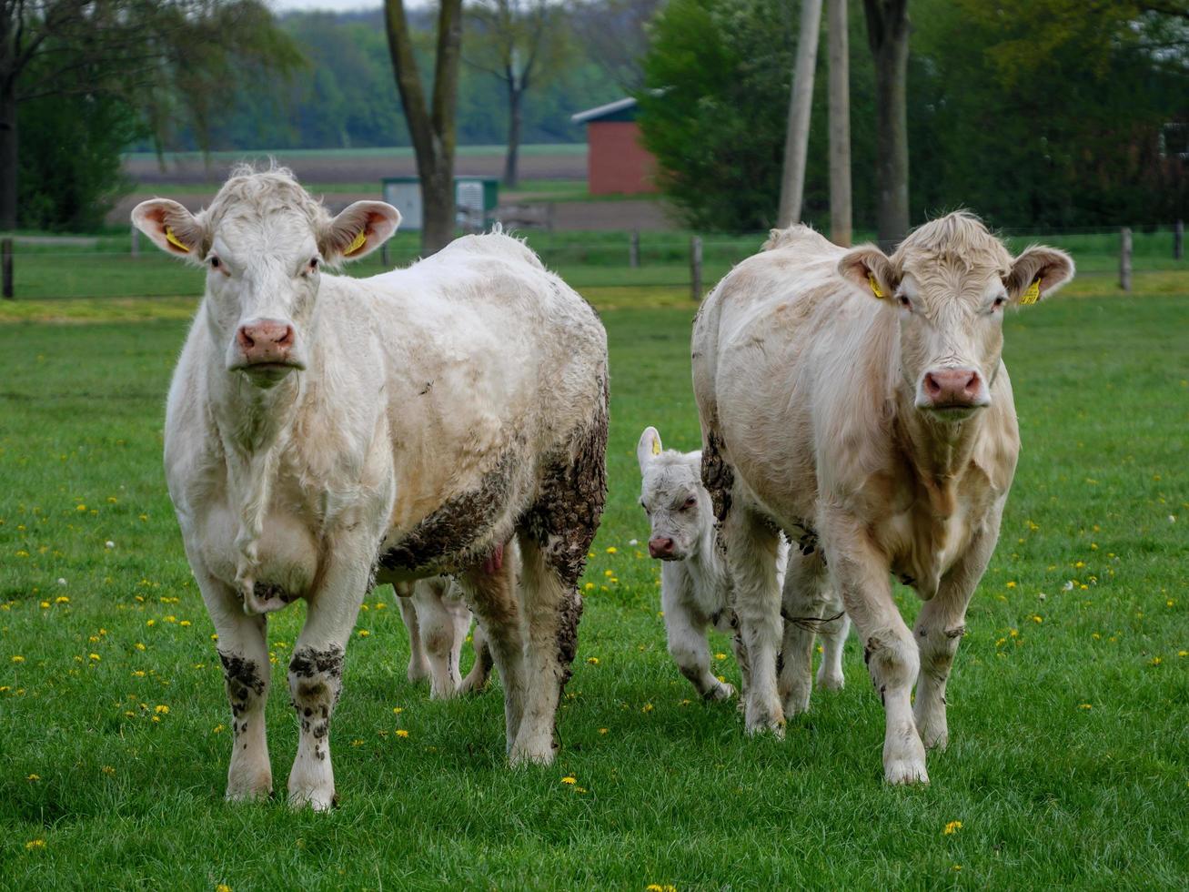 vacas brancas na Vestfália foto