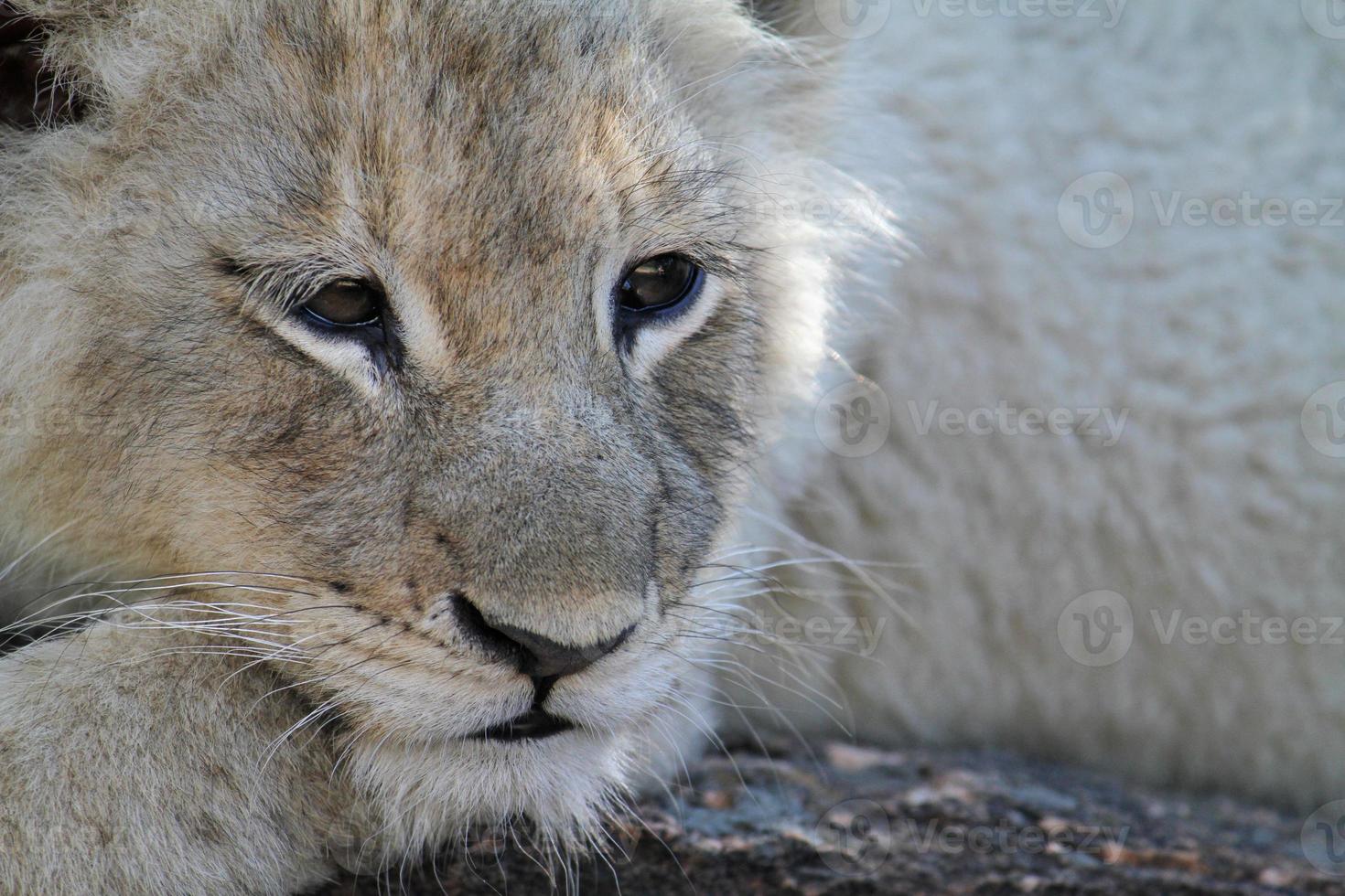 close-up de um filhote de leão sonolento na sombra foto