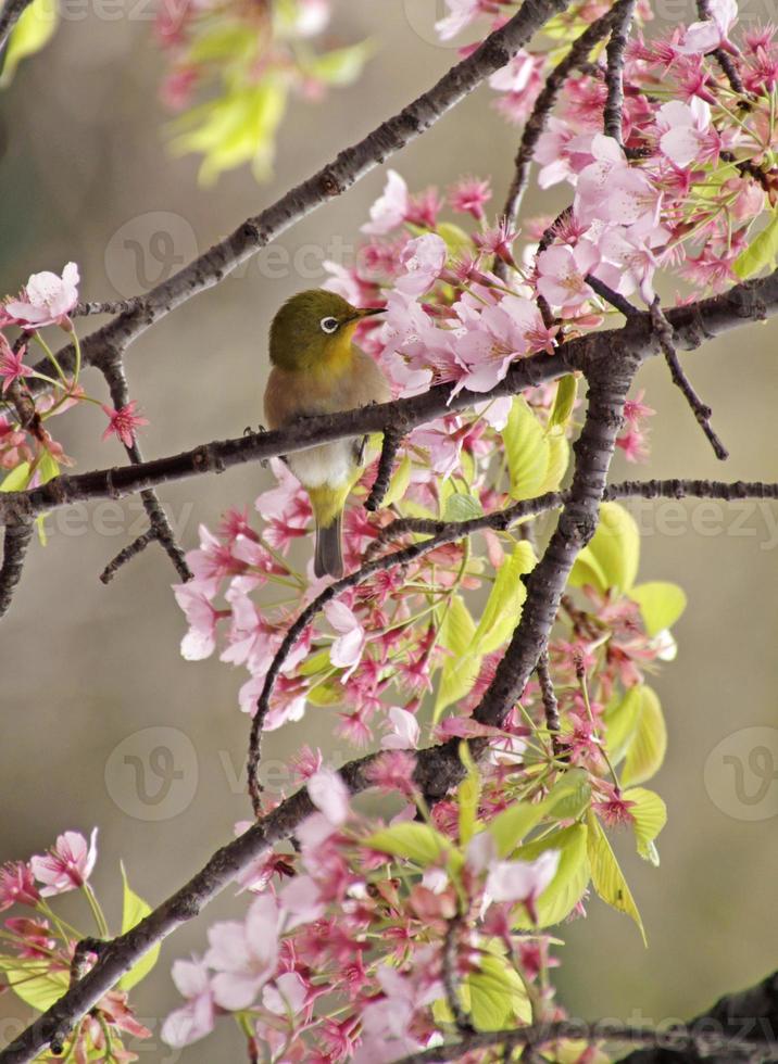 mejiro durante a temporada de sakura em uma árvore de cerejeira em tóquio, japão foto