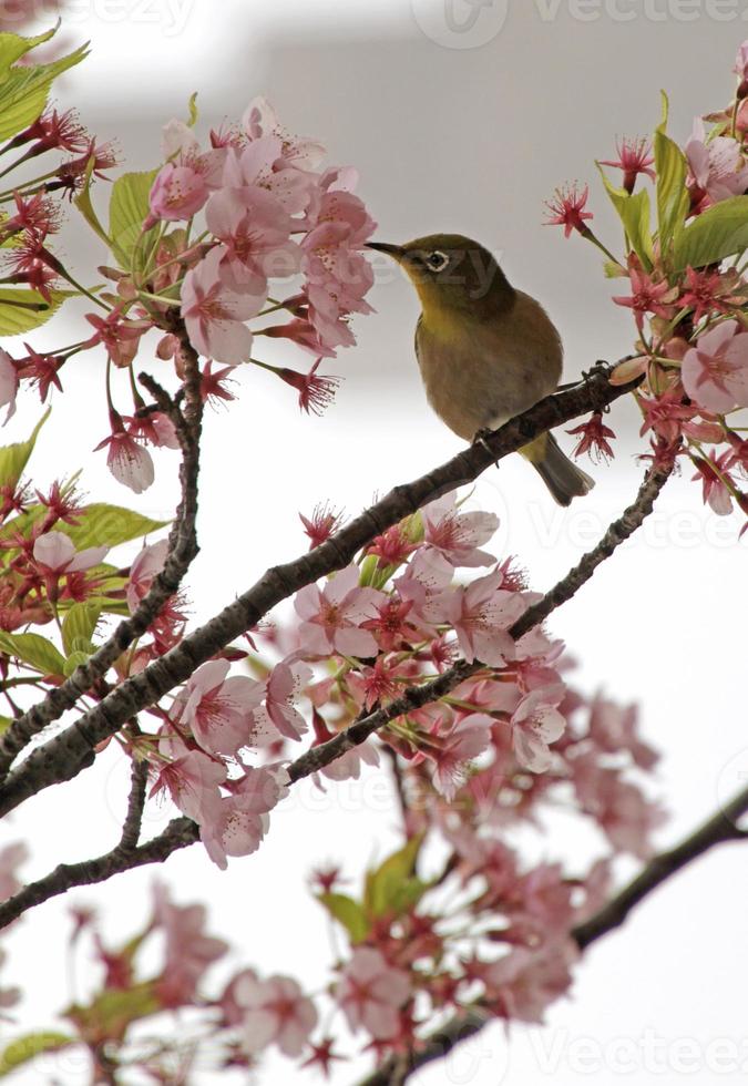 mejiro durante a temporada de sakura em uma árvore de cerejeira em tóquio, japão foto