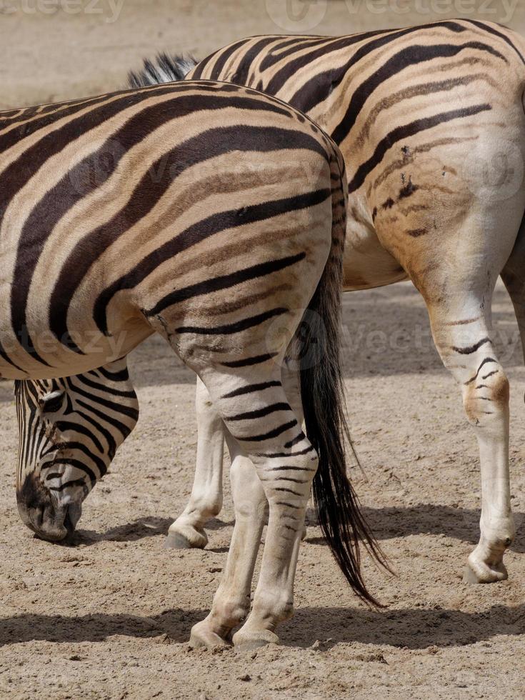 animais do zoológico foto