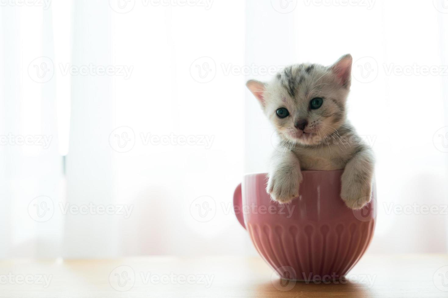 retrato gatinho fofo sentado em um copo foto