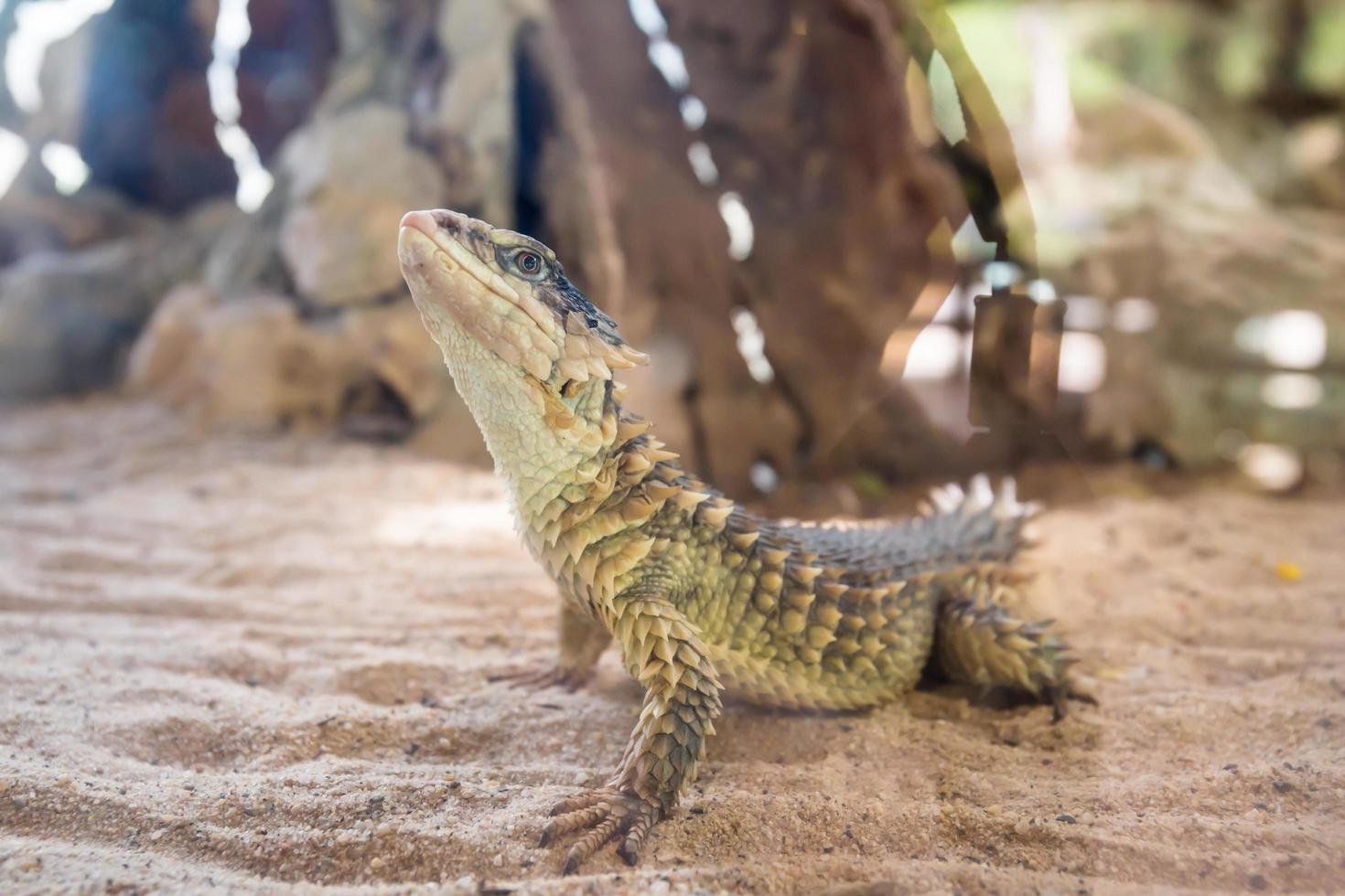 close-up de um sungazer, lagarto gigante cingido foto