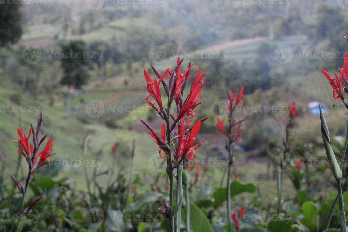 lindas flores na montanha foto