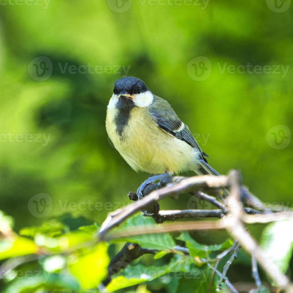 grande inclinação em estado selvagem na árvore verde foto