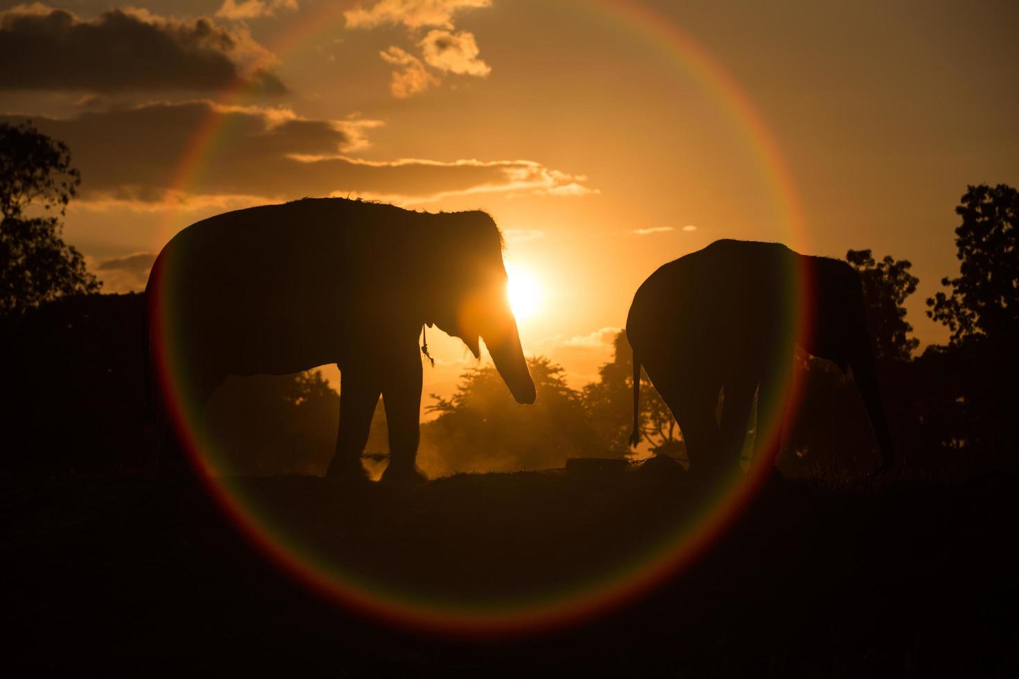 elefante asiático na floresta ao pôr do sol foto