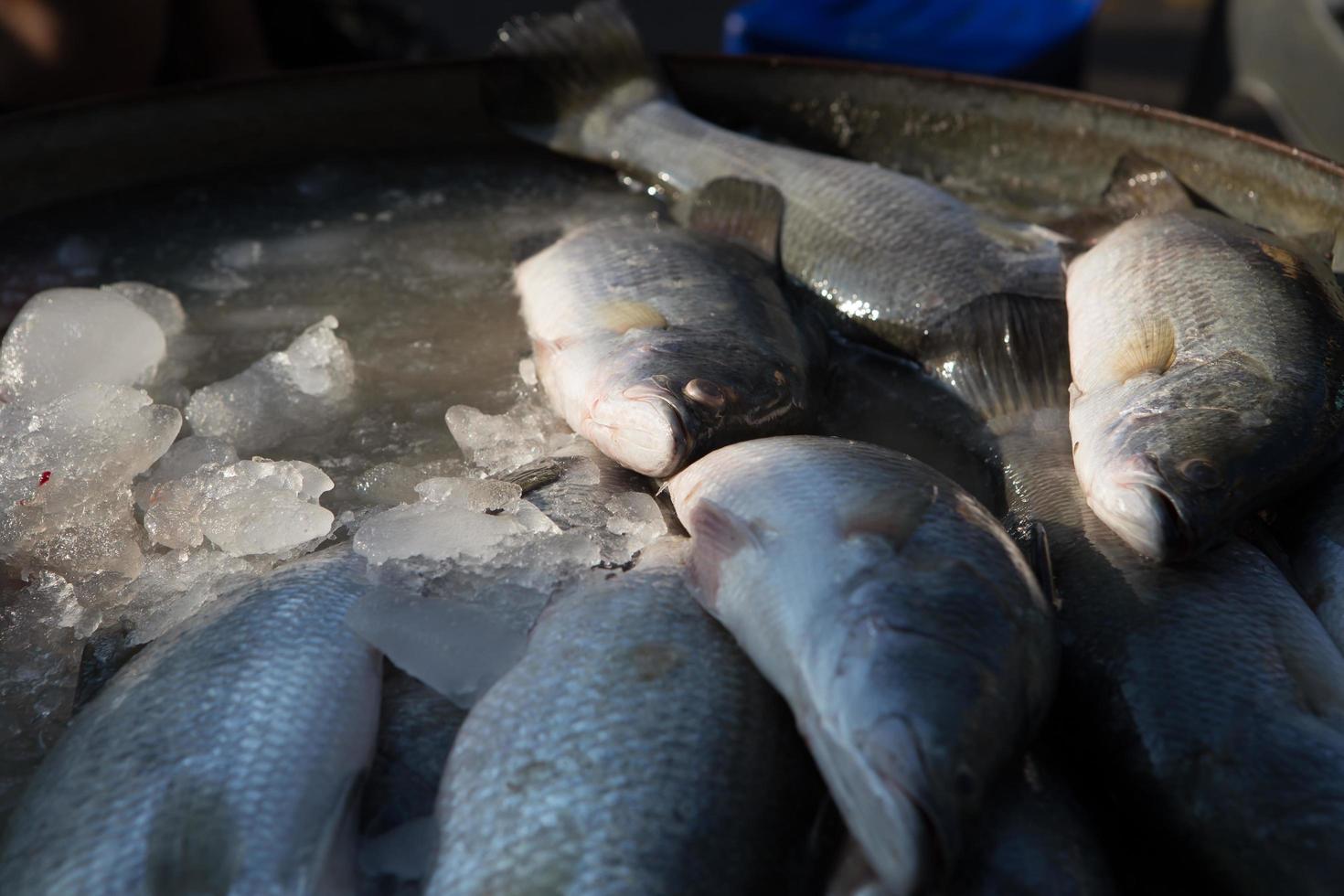 frutos do mar frescos no mercado da Tailândia foto