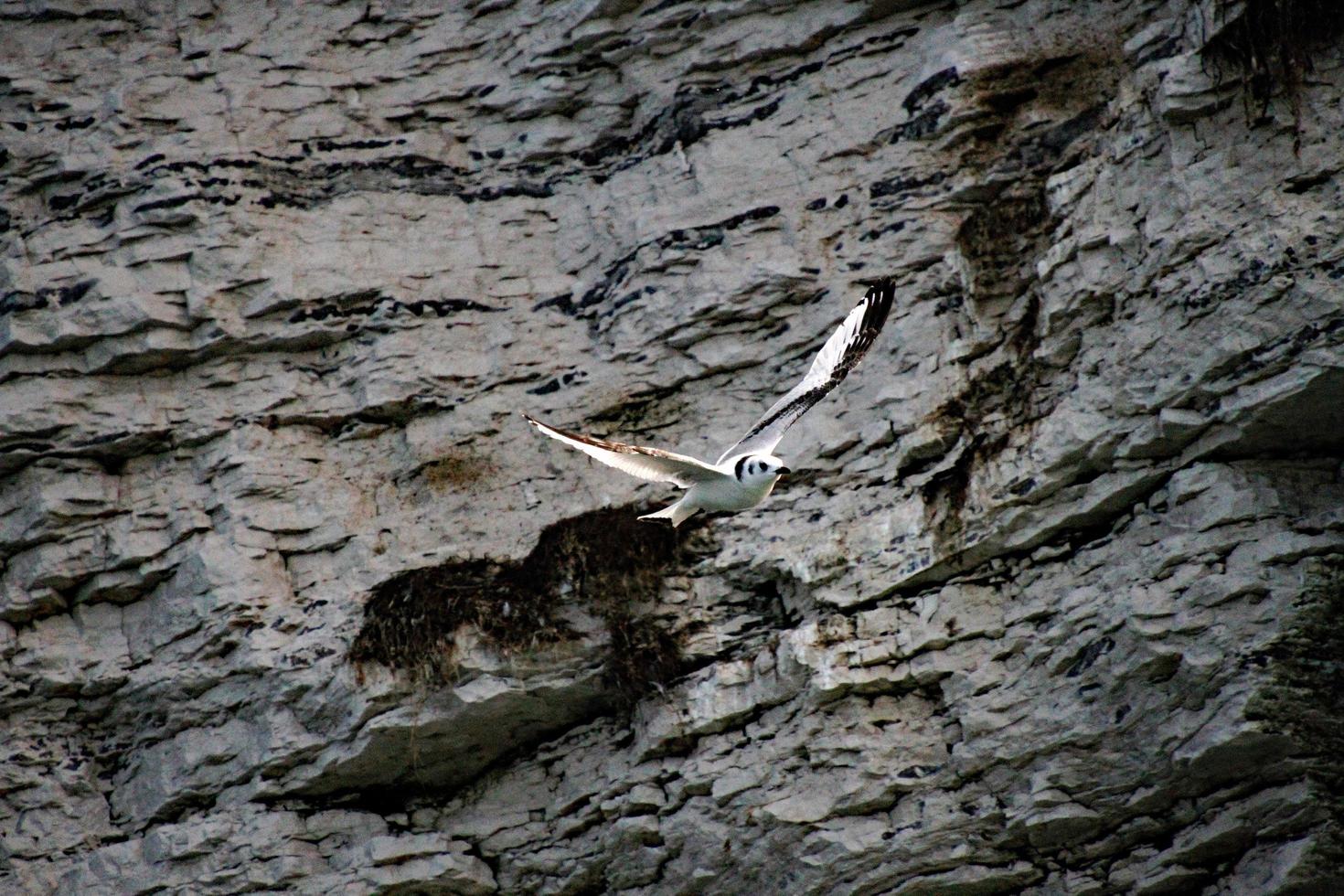 uma vista de um gannet em penhascos de bempton foto