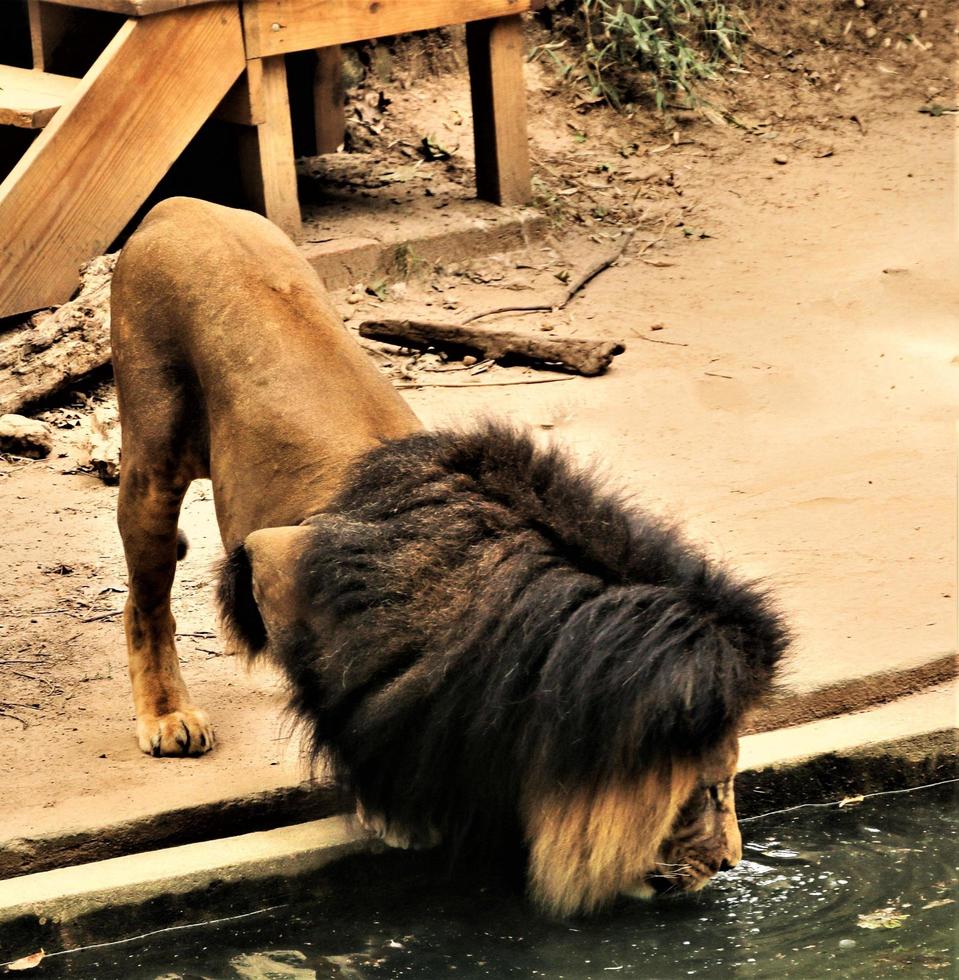 um close-up de um leão africano foto