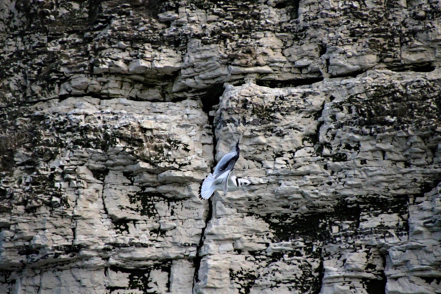 um close-up de um kittiwake em bempton cliffs foto