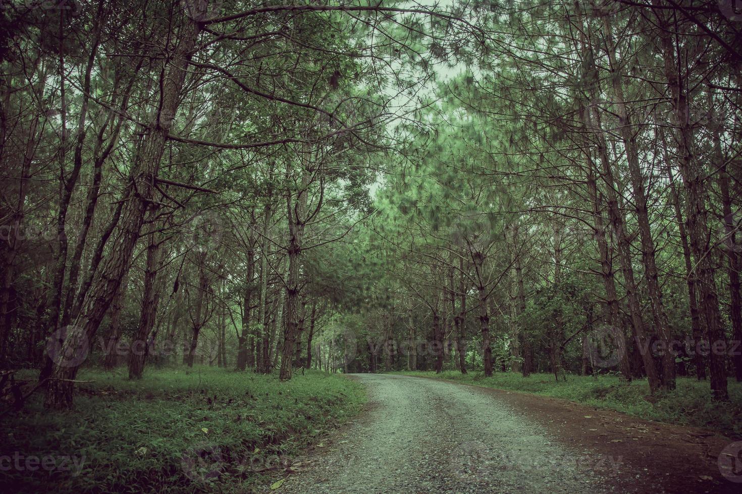 estrada na floresta de pinheiros foto