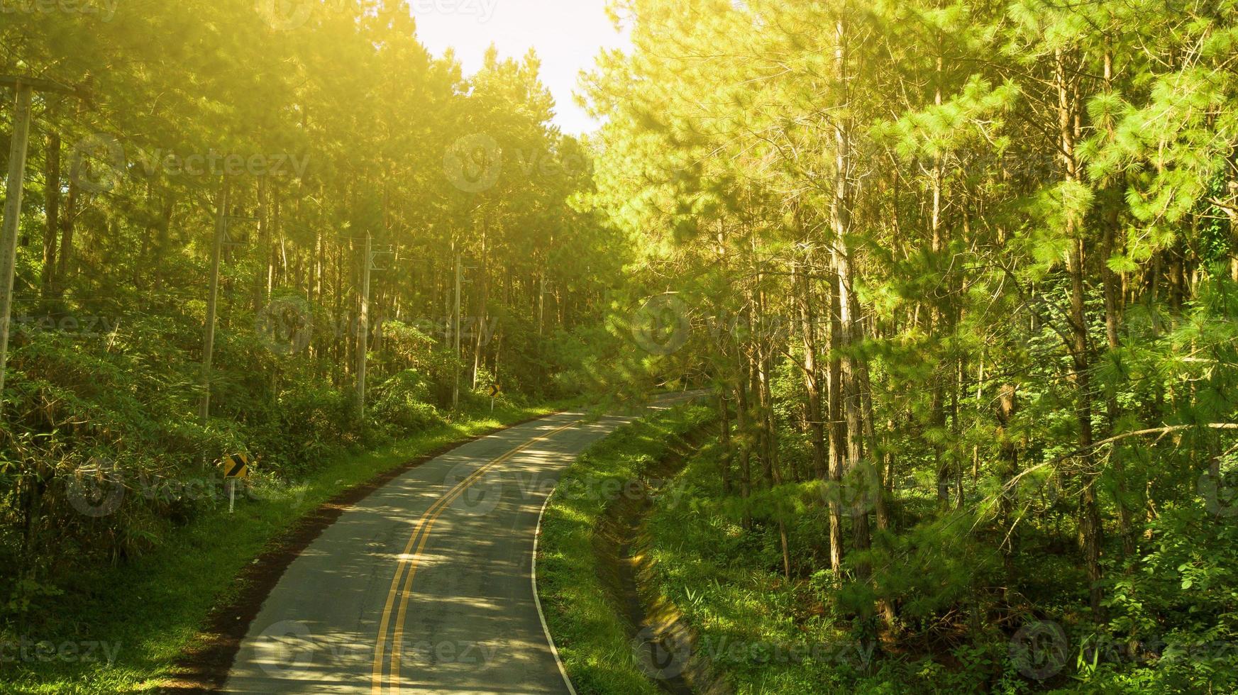 estrada na floresta de pinheiros foto
