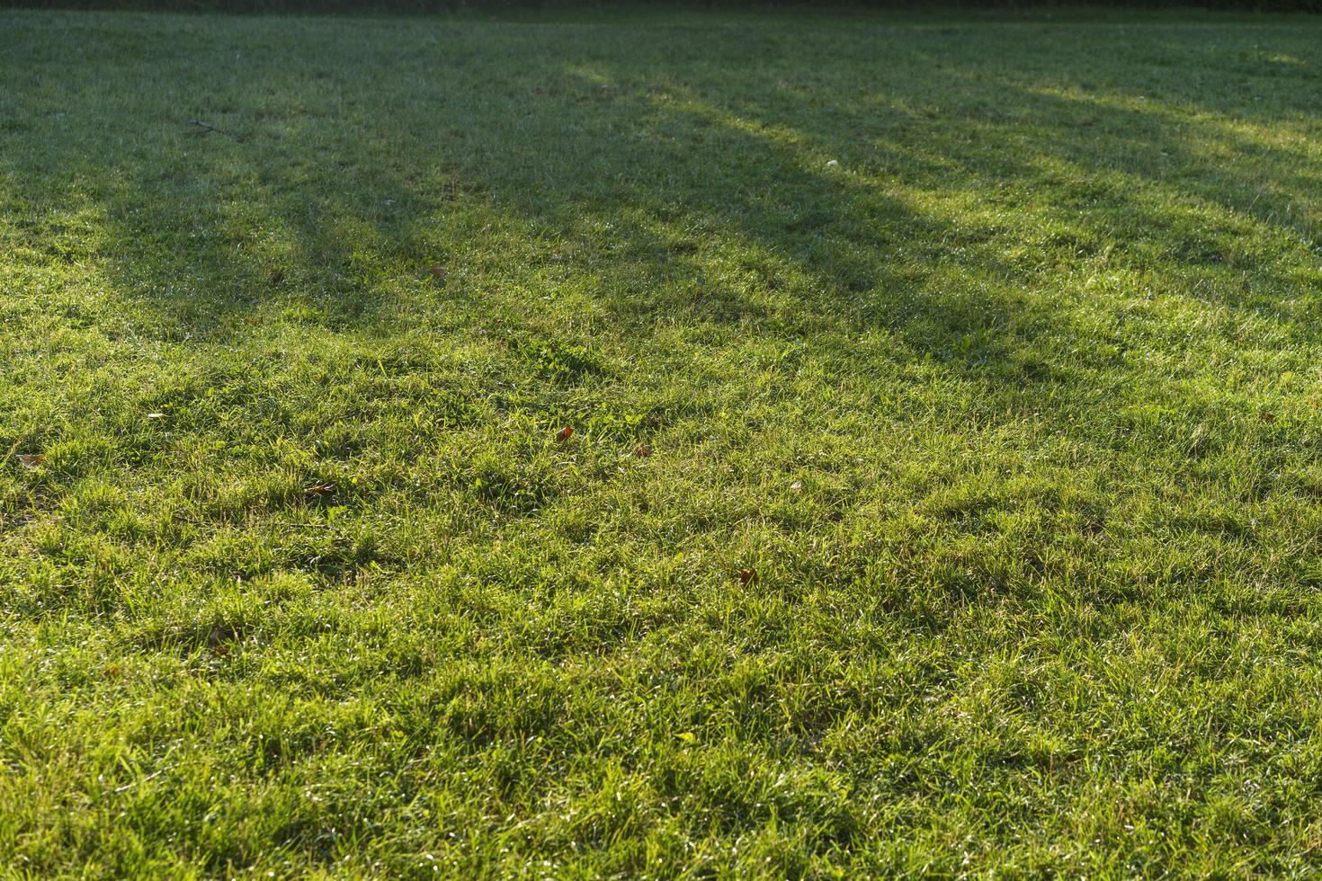 fundo verde texturizado natural de grama fresca foto