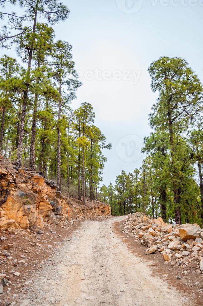 estrada ao longo dos pinheiros canários no parque natural florestal corona, te foto