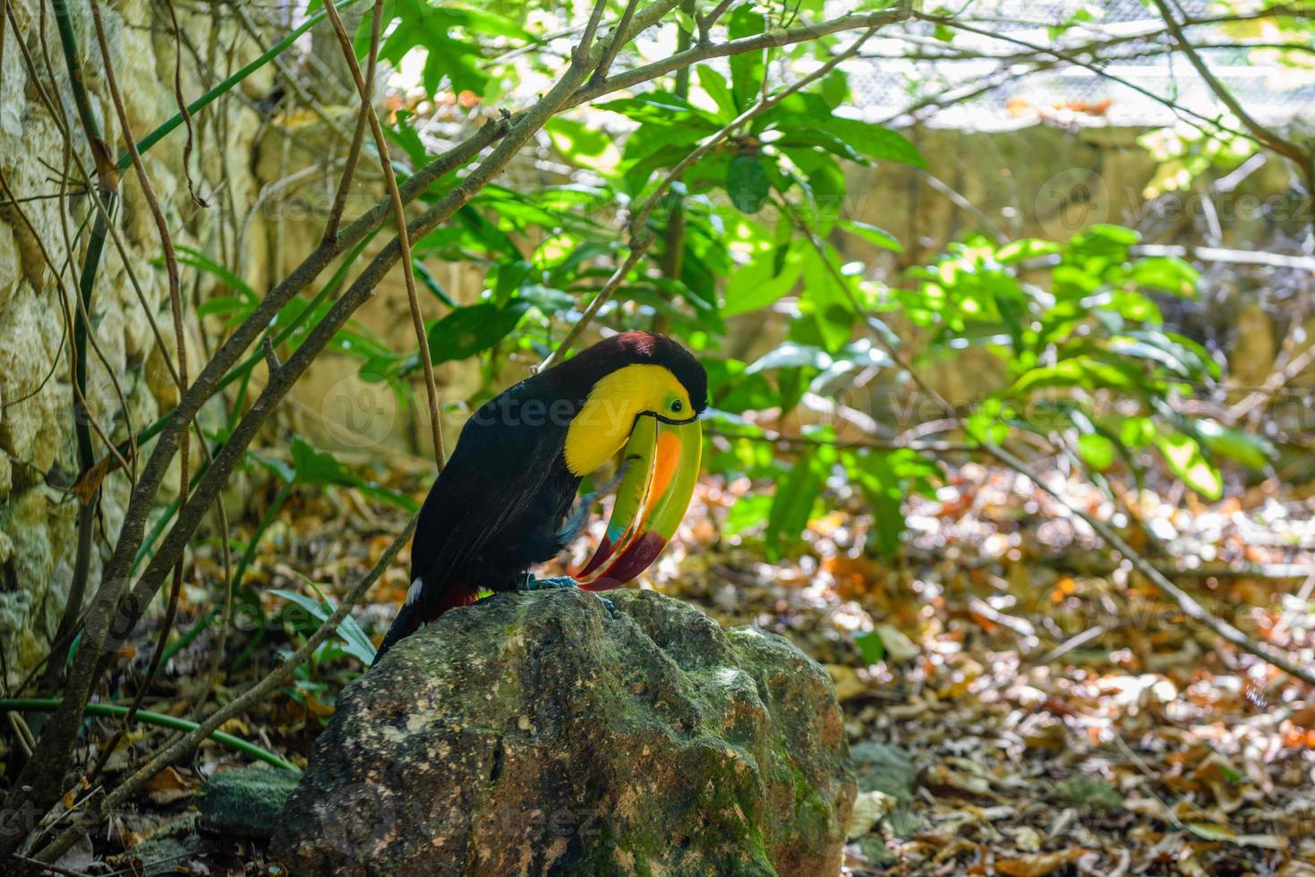 tucano-de-bico-quilha, ramphastos sulfuratus, pássaro com bico grande sentado no galho da floresta, viagens pela natureza na américa central, playa del carmen, riviera maya, yu atan, méxico foto