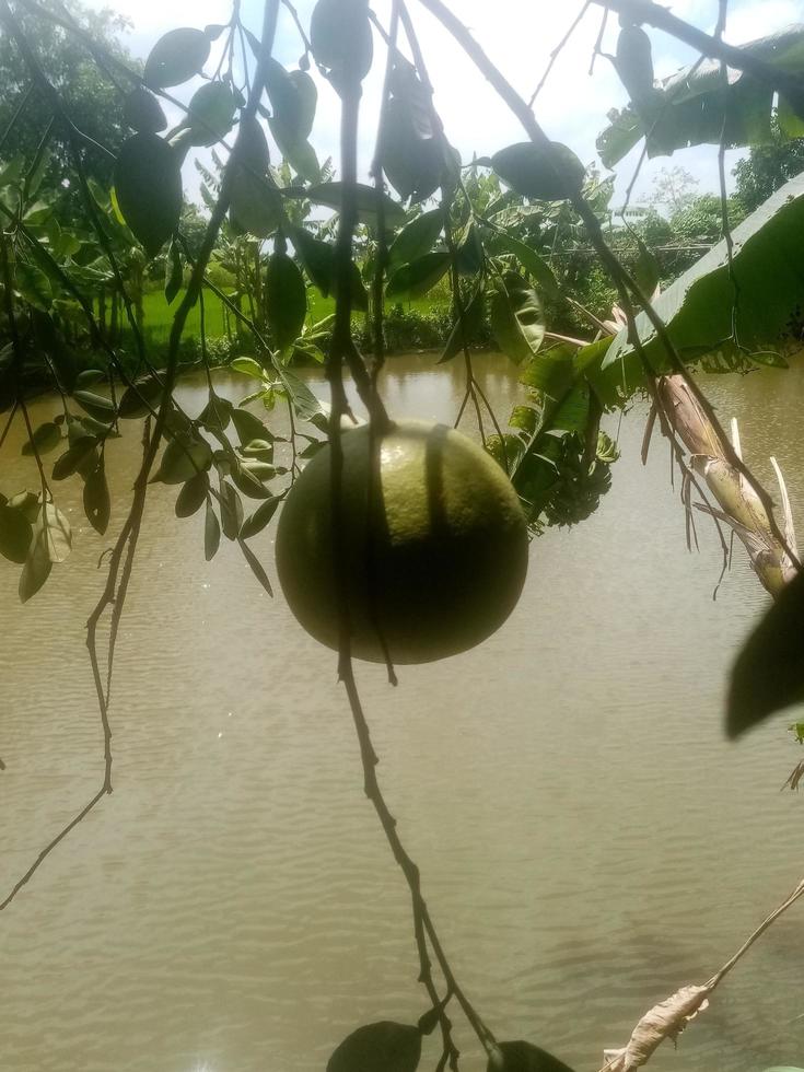 pomelo, papel de parede, beleza natureza foto