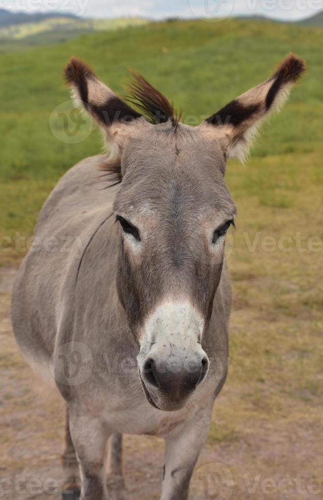 burro adulto cinza escuro em pé em um campo foto