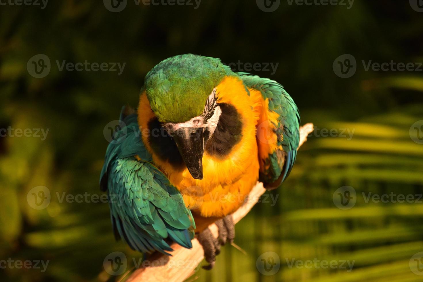 papagaio neotropical em um poleiro de madeira em um dia quente foto