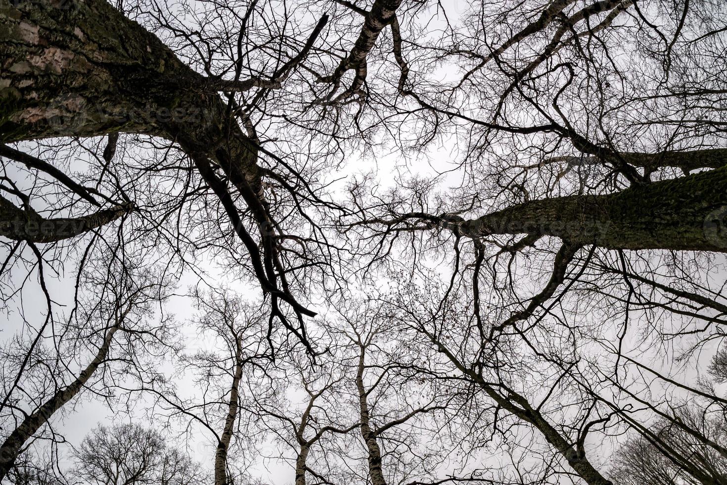 coroas nuas e galhos desajeitados de enormes carvalhos crescendo no céu cinza pálido foto