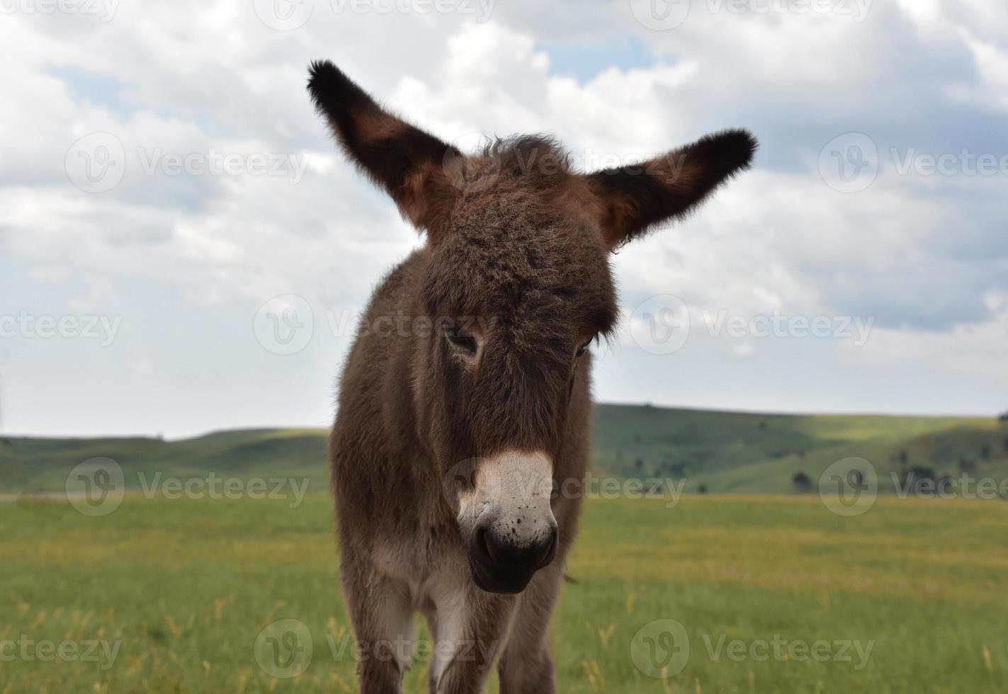 burro de rosto doce em um grande prado foto