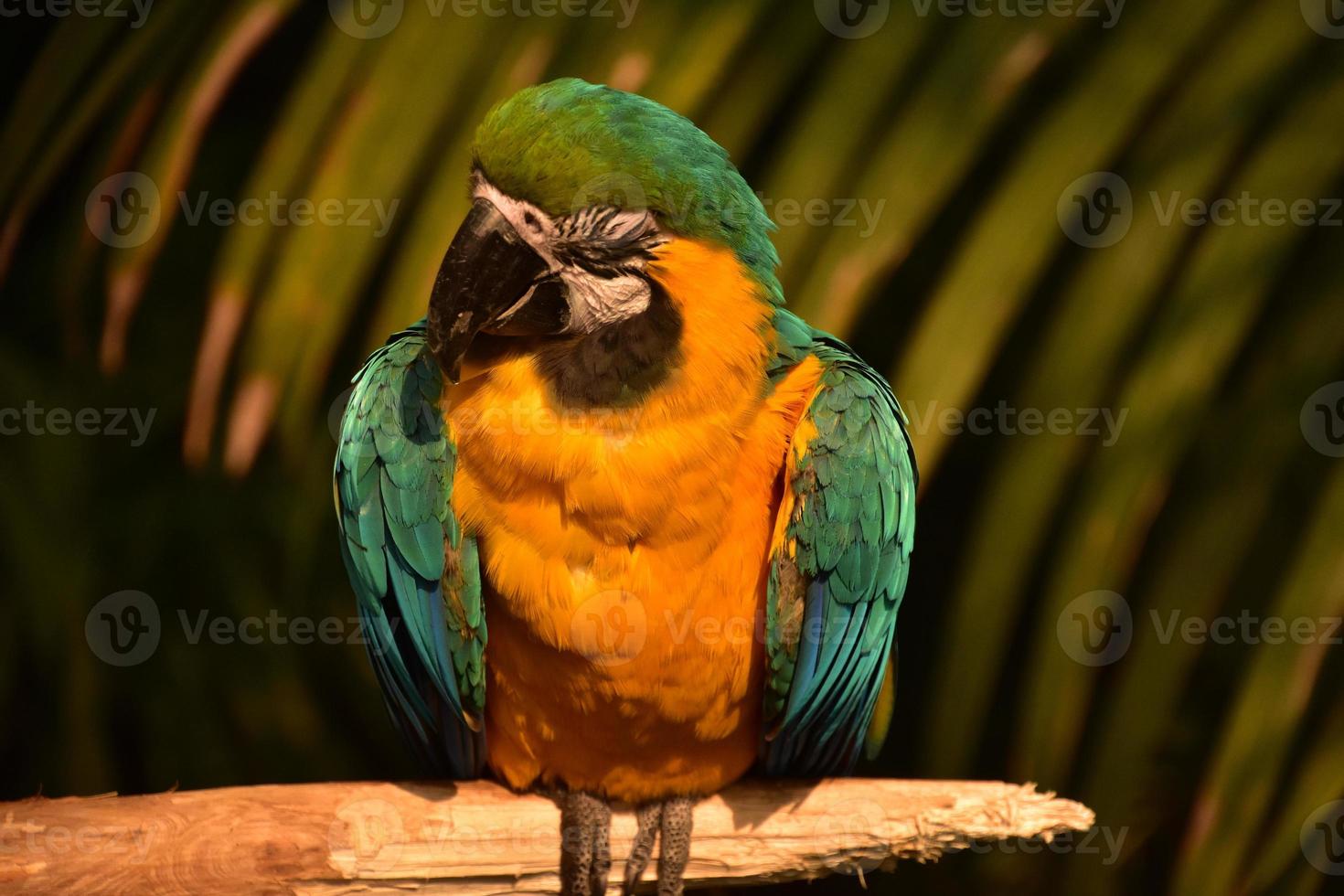 arara azul e dourada deslumbrante em um poleiro nos trópicos foto