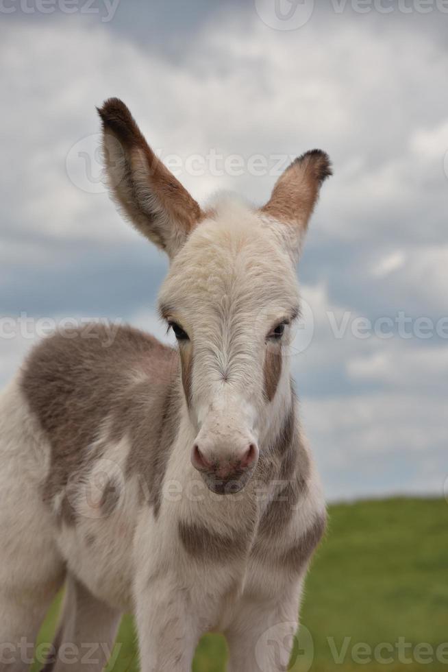 olhando para o rosto de um burro bebê foto