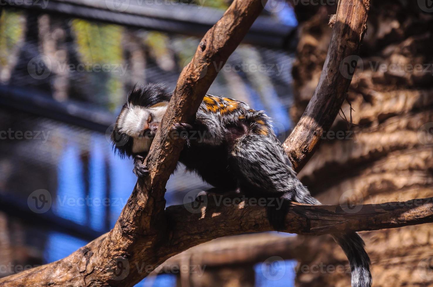 titi, macaco mico em loro parque, tenerife, ilhas canárias. foto