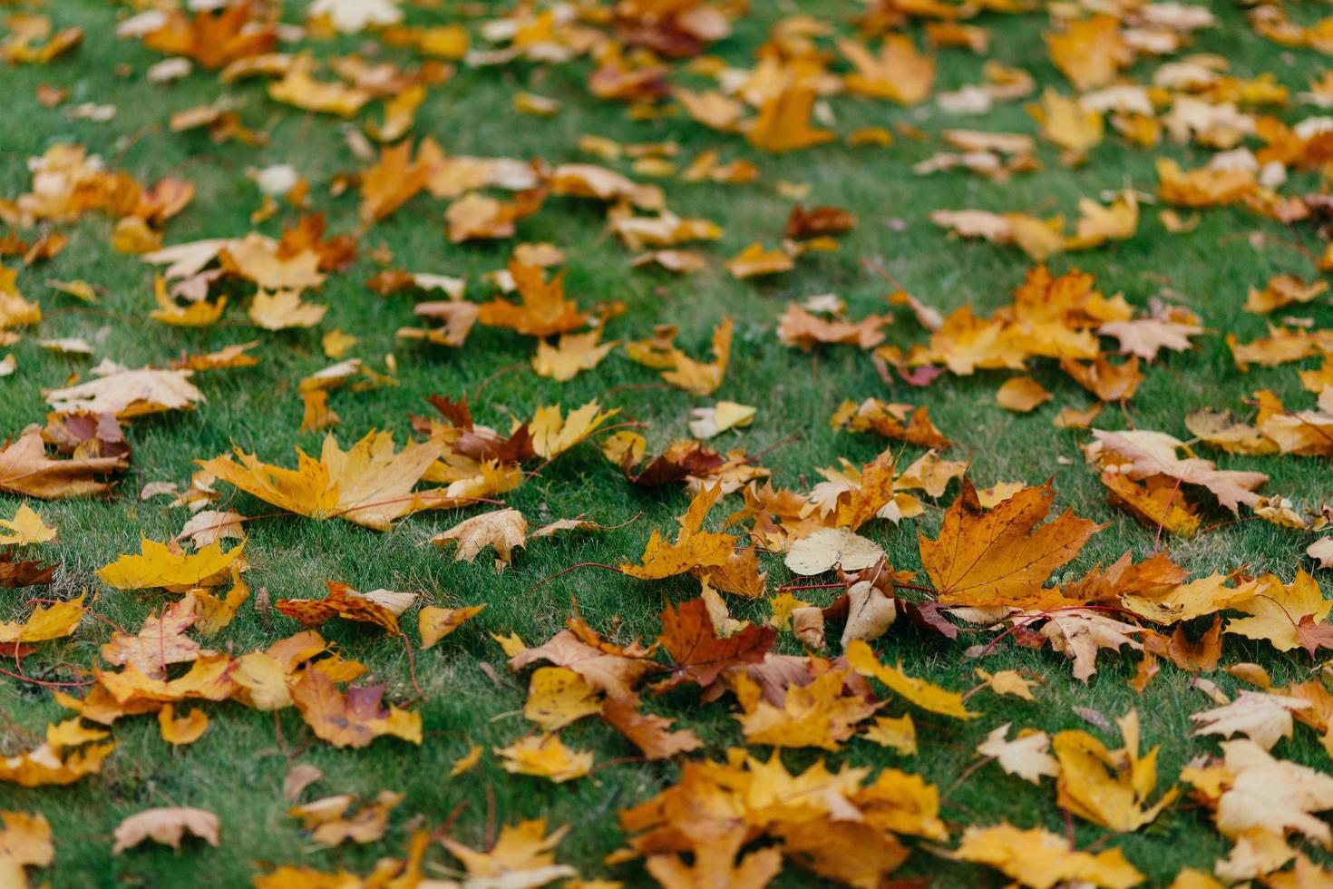 folhas de outono brilhantes amarelas na grama verde podem ser usadas como pano de fundo. folhagem dourada durante o dia ensolarado. horário ensolarado de outubro foto