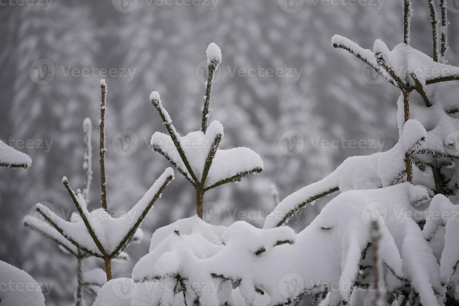 pinheiro perene de natal coberto de neve fresca foto