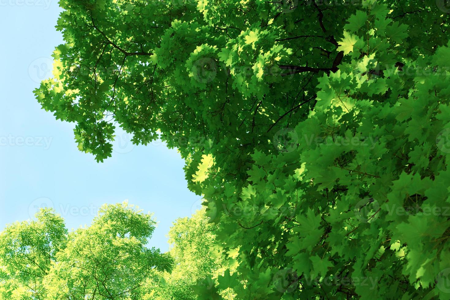 ramos de árvores verdes foto