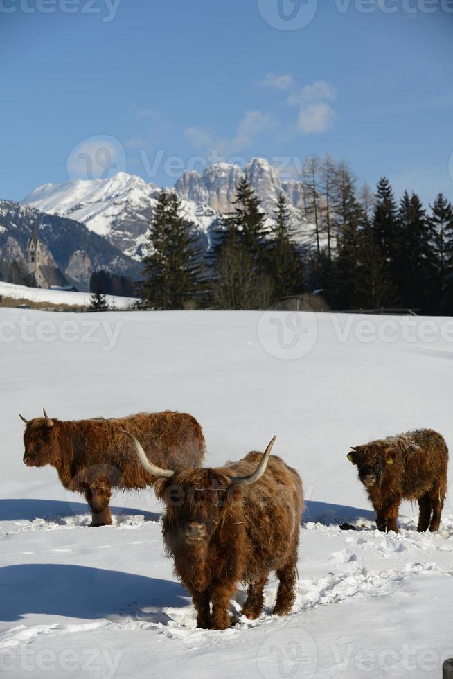 animal de vaca no inverno foto